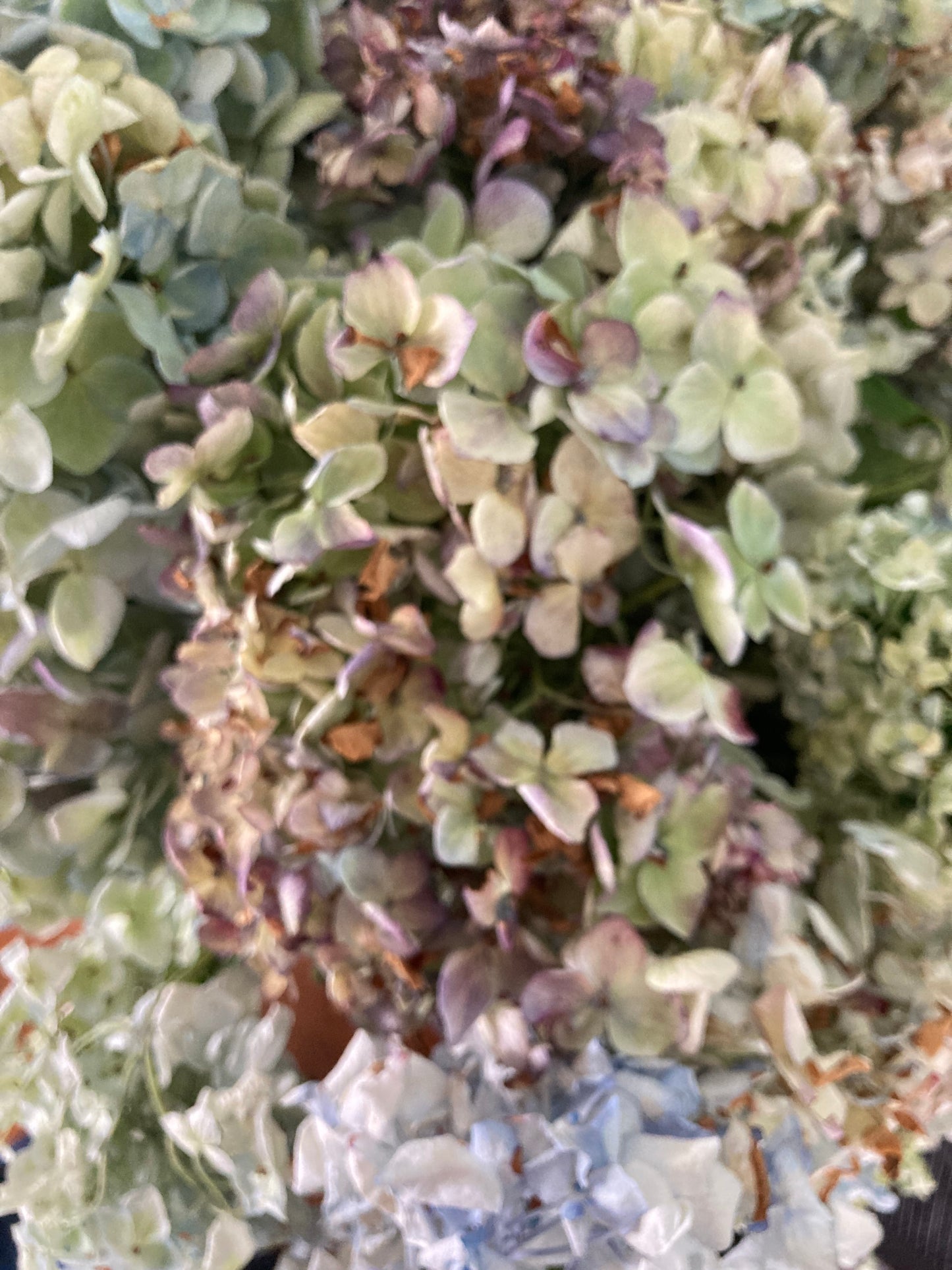 Dried Hydrangea Flowers