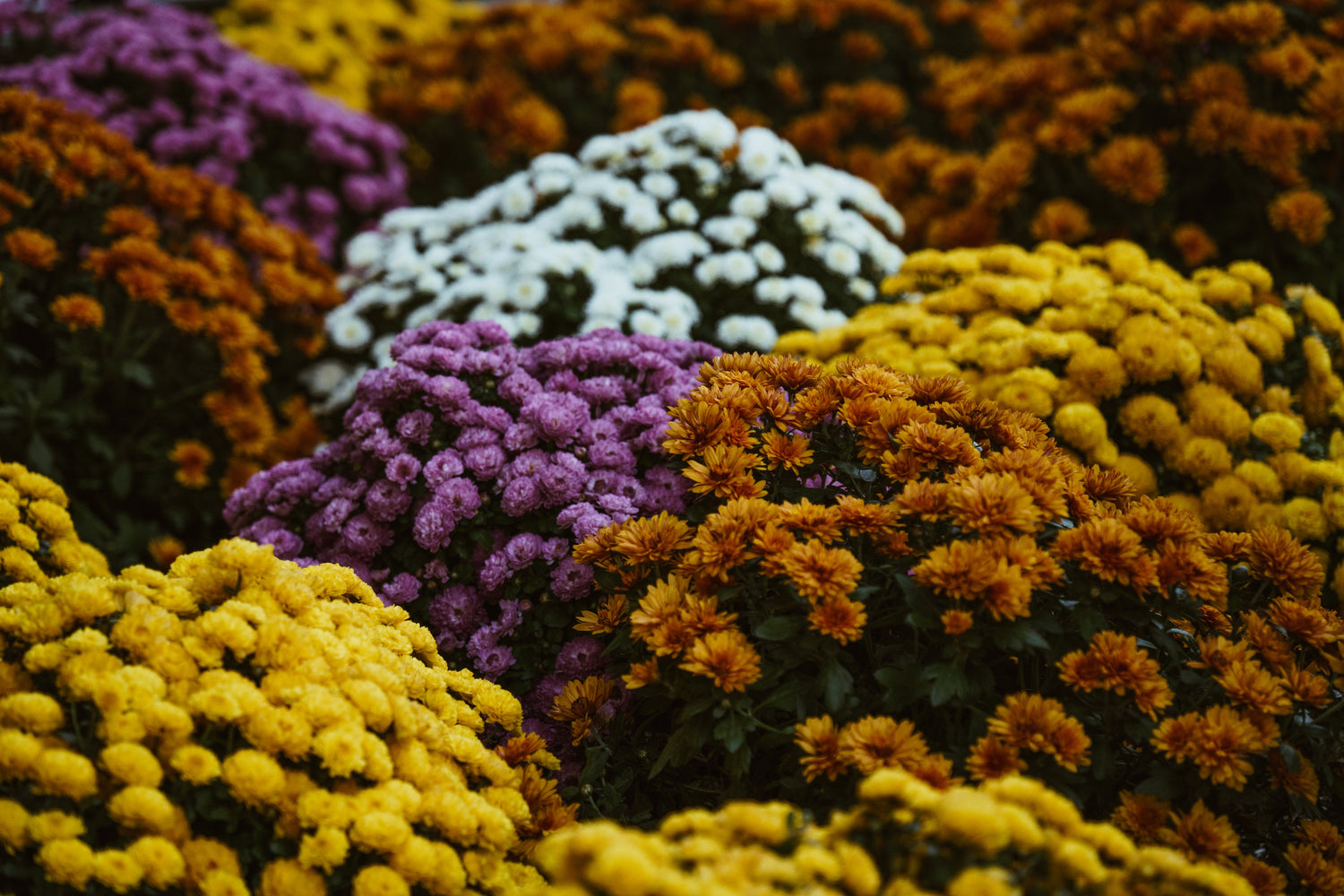 Dried Herbs & Flowers