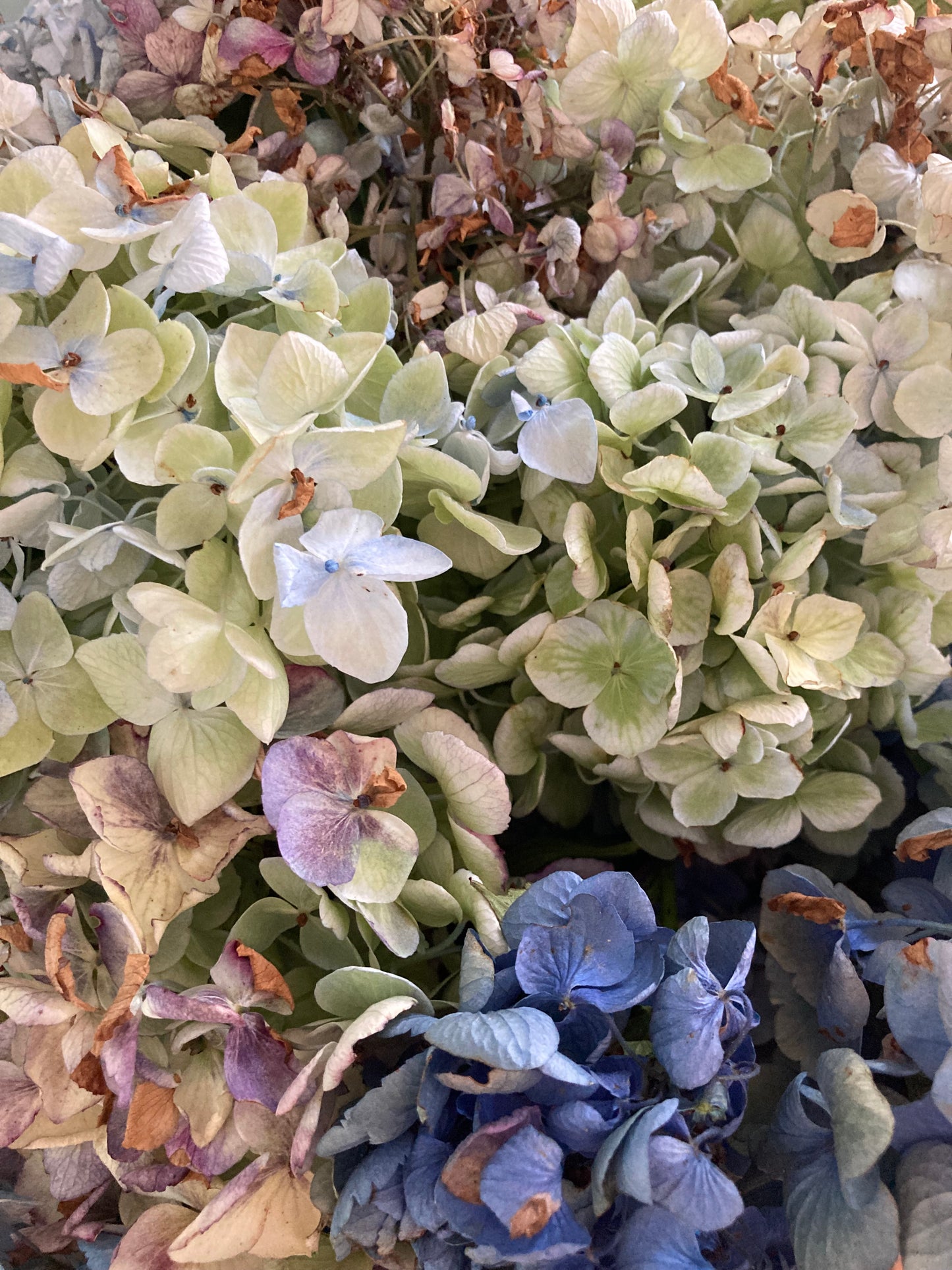 Dried Hydrangea Flowers