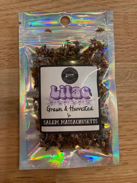 Dried Lilac Harvested In Salem, MA