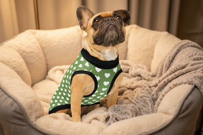 small dog wearing heart pattern sweater